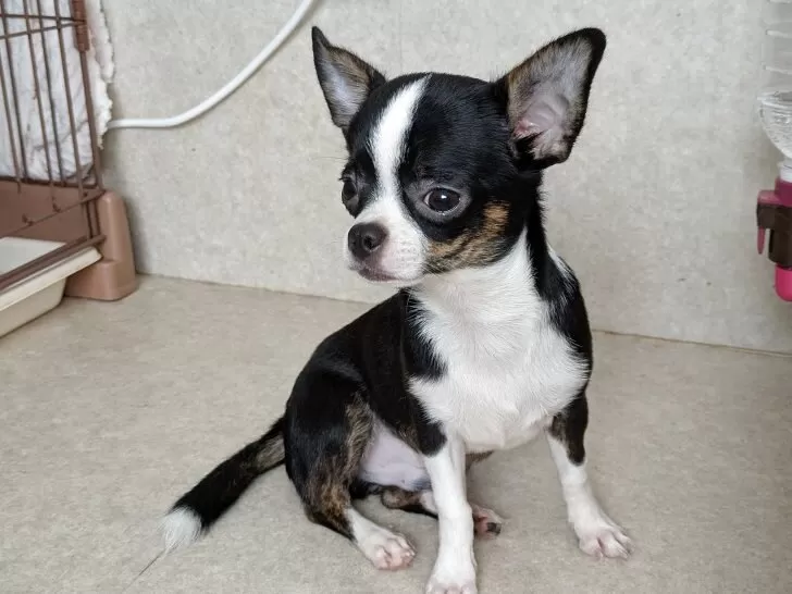 8匹わんこの大家族様 幸運の大家様 - Google Play のアプリ