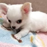 チワワ(ロング)【茨城県・男の子・2025年3月3日・ホワイト】の写真3