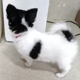 チワワ(ロング)【茨城県・女の子・2025年5月8日・ホワイト&ブラックタン】の写真4