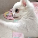 チワワ(ロング)【茨城県・男の子・2025年3月3日・ホワイト】の写真4