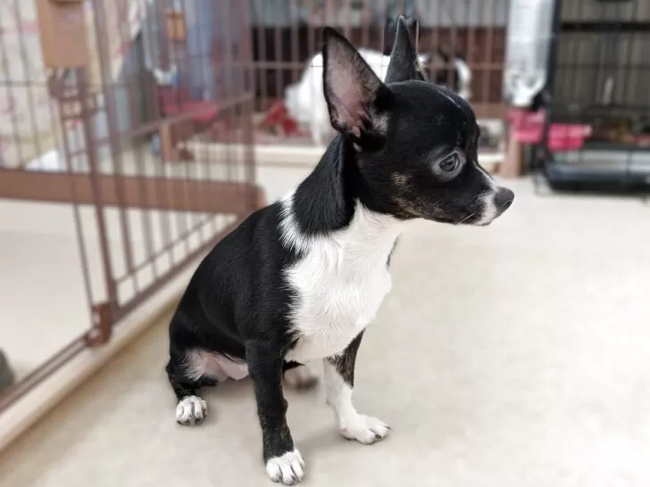 チワワ(スムース)【茨城県・女の子・2025年5月23日・ブラック