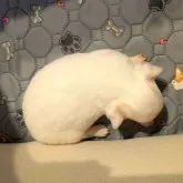 チワワ(ロング)【茨城県・女の子・2025年10月26日・ホワイト】の写真5