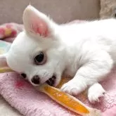 チワワ(ロング)【茨城県・男の子・2025年3月3日・ホワイト】の写真6