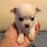 チワワ(ロング)【茨城県・女の子・2025年10月26日・ホワイト】の写真6