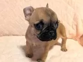 フレンチブルドッグ【茨城県・女の子・2024年12月26日・フォーン】の写真8