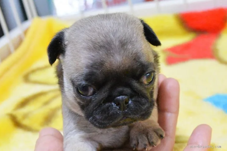 パグだいすき 様のお迎えした子犬