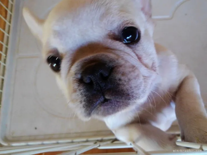 ID:1912-02002の子犬