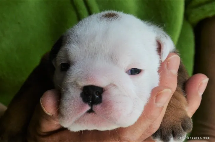 ID:1904-01822の子犬