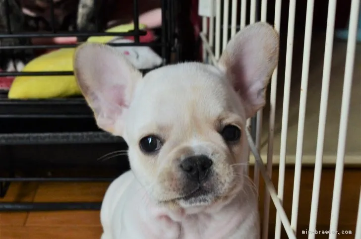 ID：1911-01750の子犬