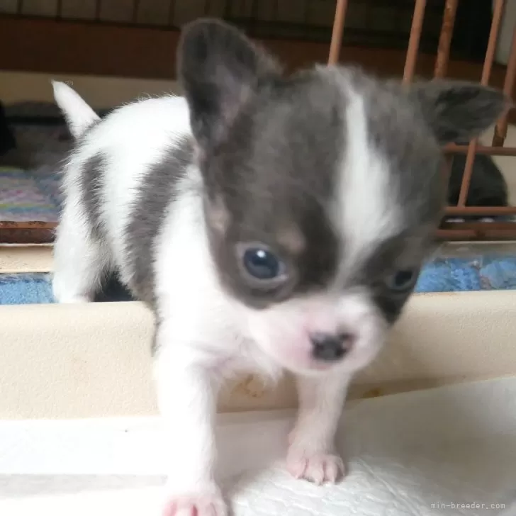 ID:2409-01185の子犬