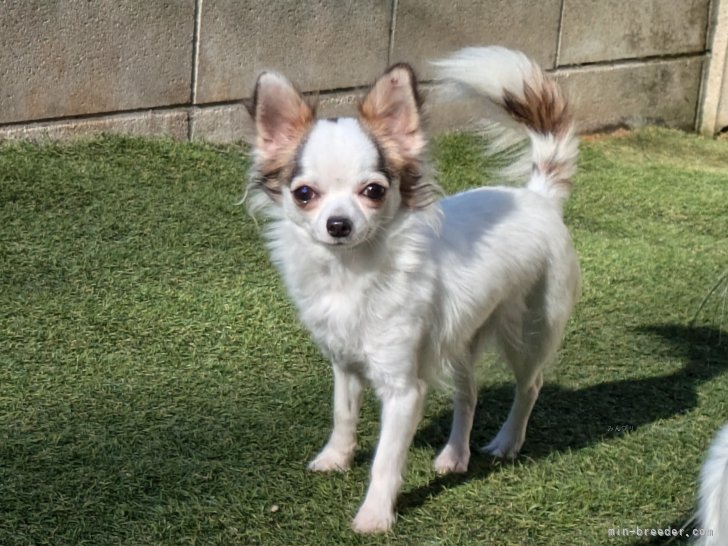 チワワ(ロング)【・女の子・2023年12月16日・ホワイト&amp;ブラック】