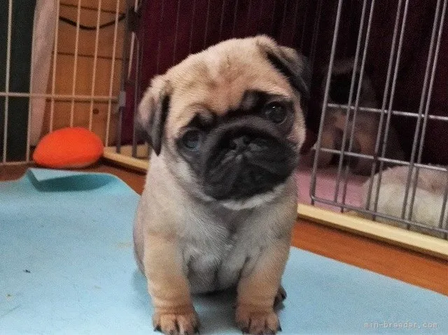 北嶋 様のお迎えした子犬