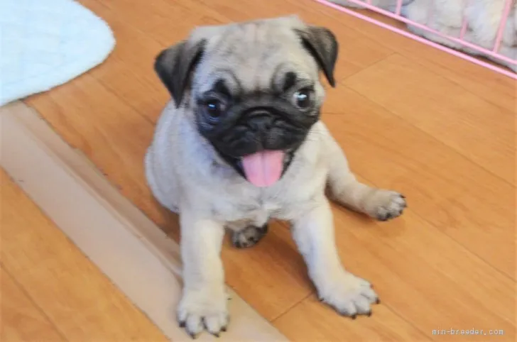 ID:1909-01851の子犬
