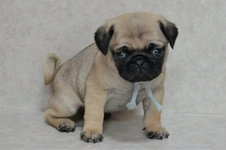 ID:2104-02637の子犬