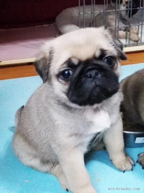吉田清美 様のお迎えした子犬