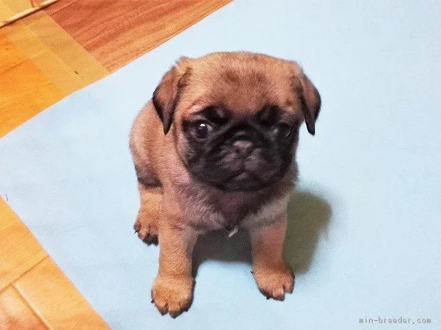 ラムママ 様のお迎えした子犬