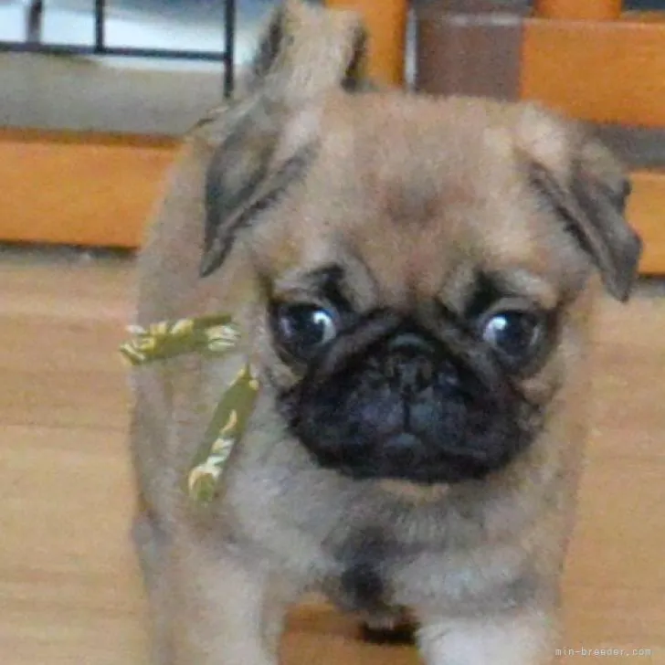 まろんママ 様のお迎えした子犬