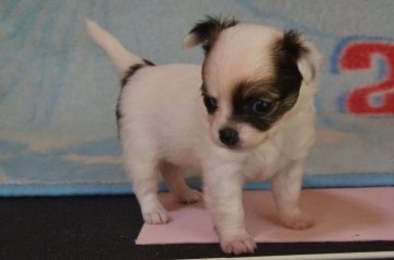 チワワ(ロング)【茨城県・女の子・2018年6月2日・ホワイト&レッド】の写真「可愛いお顔です」