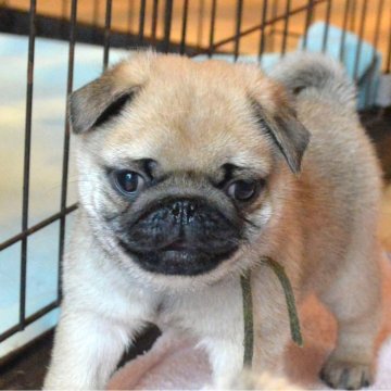 パグ【茨城県・男の子・2024年1月30日・フォーン】の写真「元気な男の子」