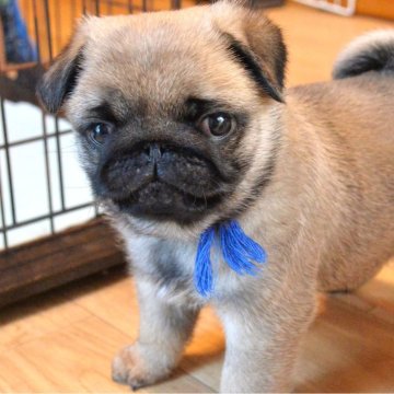 パグ【茨城県・男の子・2024年1月30日・フォーン】の写真「元気な男の子　すぐ連れて帰れます」