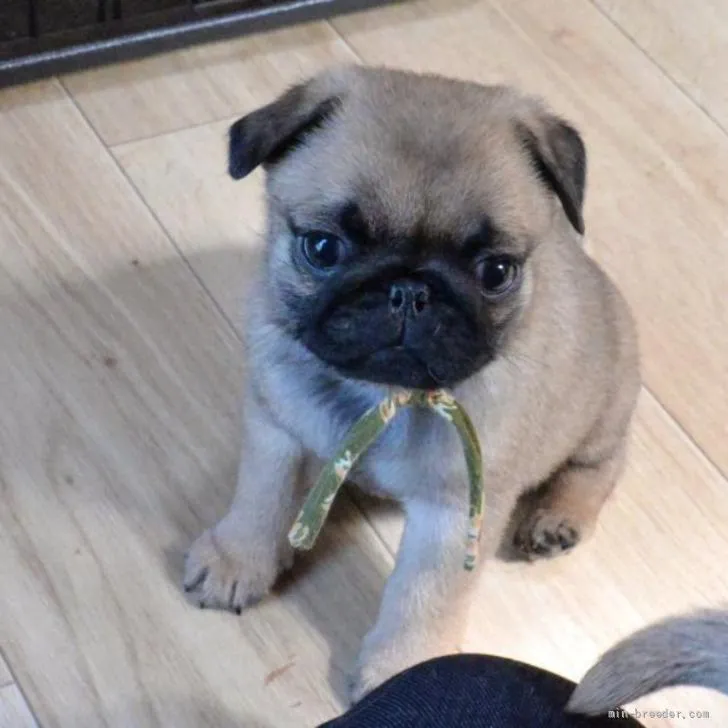じゅんきち 様のお迎えした子犬