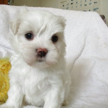 マルチーズ【茨城県・男の子・2025年9月23日・白】の写真「優しいお顔の男の子」