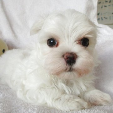 マルチーズ【茨城県・女の子・2025年9月23日・ホワイト】の写真「可愛いお顔の女の子」