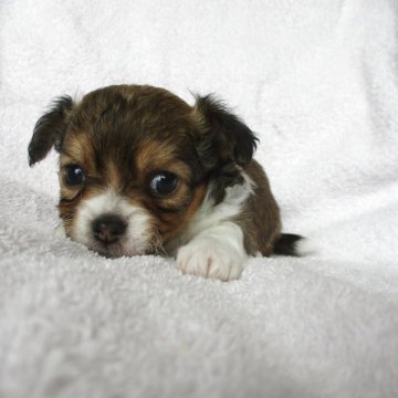 チワワ(ロング)【茨城県・男の子・2025年10月10日・フォーンホワイト】の写真「可愛いお顔の男の子」