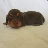 ミニチュアダックスフンド(ロング)【茨城県・女の子・2024年12月13日・チョコレートタン】の写真1「フードを食べて元気育っています」