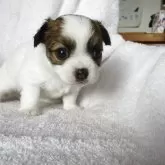 チワワ(ロング)