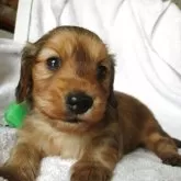 ミニチュアダックスフンド(ロング)【茨城県・男の子・2025年10月2日・シェイデットレッド】の写真1「フードを食べて元気育っています」