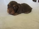 ミニチュアダックスフンド(ロング)【茨城県・女の子・2024年12月13日・チョコレートタン】の写真2
