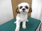 シーズー【茨城県・女の子・2025年5月6日・ゴールド ホワイト】の写真7