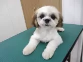 シーズー【茨城県・女の子・2025年5月6日・ゴールド ホワイト】の写真8