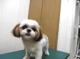シーズー【茨城県・女の子・2025年5月6日・ゴールド ホワイト】の写真9