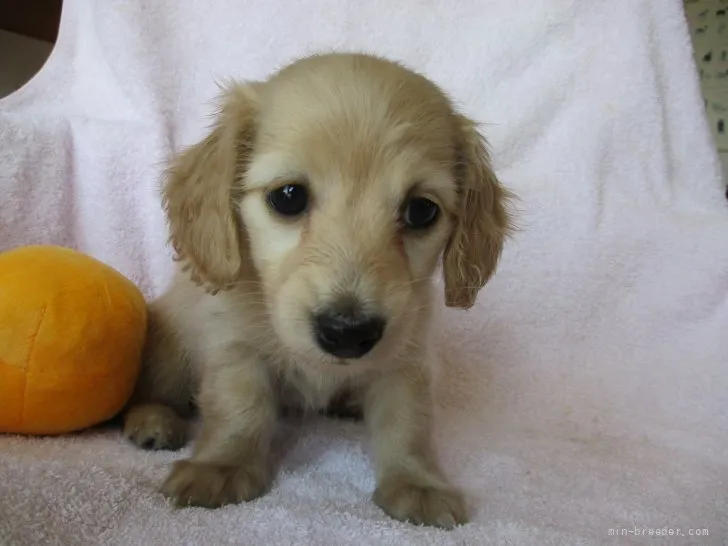 ID：2203-01885の子犬