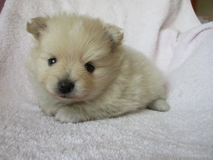 ID：2205-00418の子犬