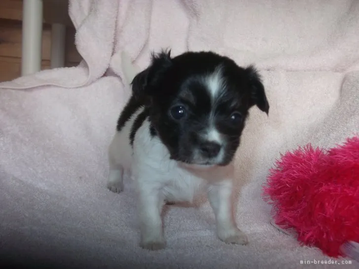 ID：1712-00060の子犬