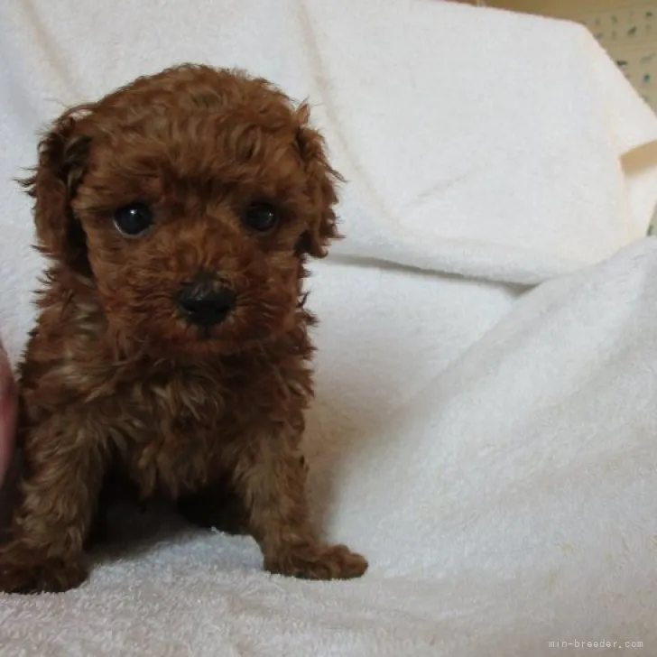 ID：2311-06417の子犬