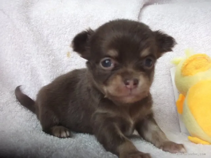ID：2012-03106の子犬
