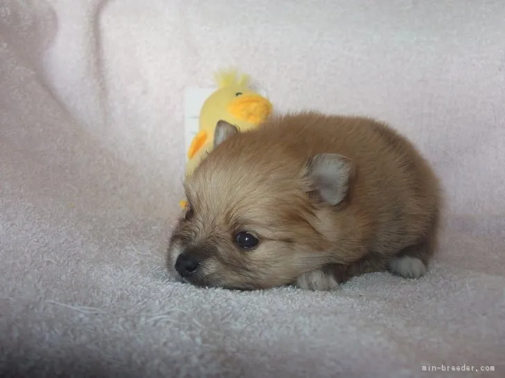 ID：1811-01914の子犬