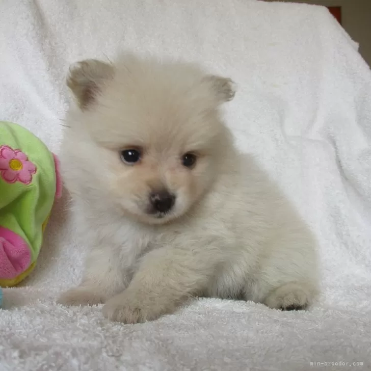 ID:2409-05099の子犬