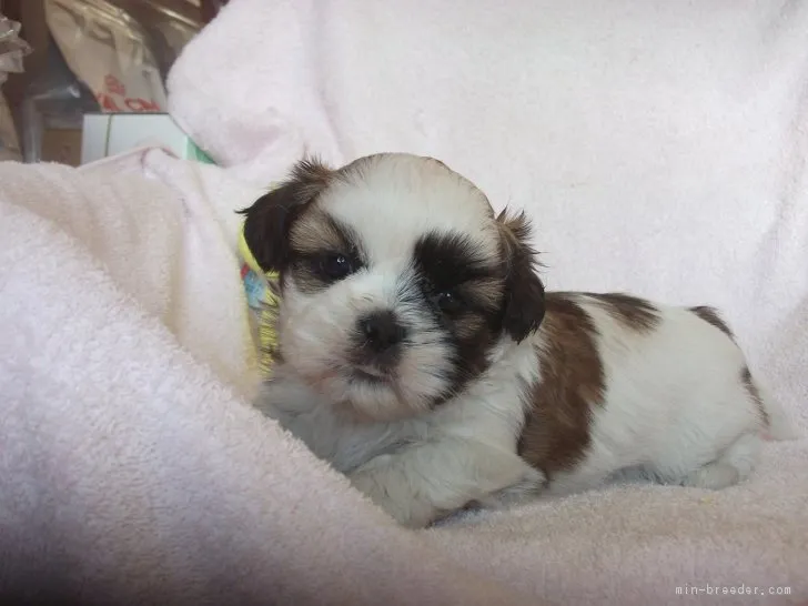 ID:1812-00053の子犬