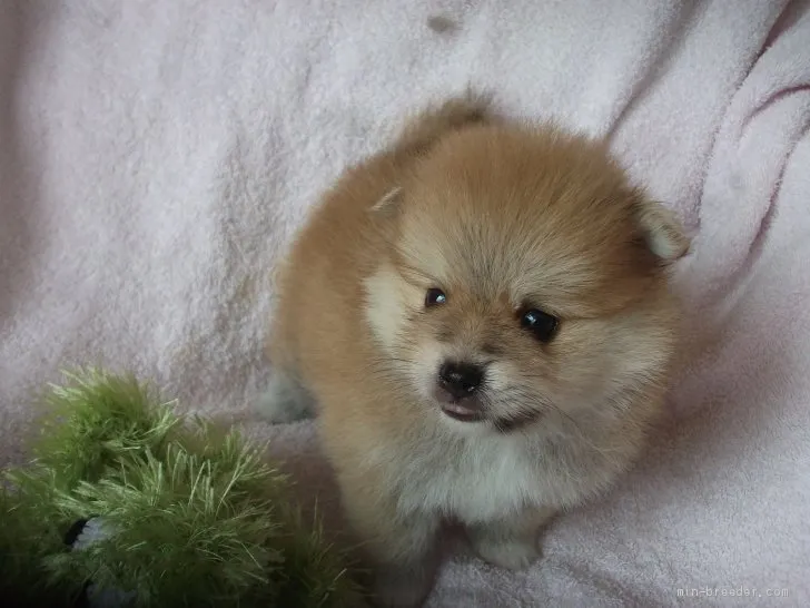 ID：1908-02282の子犬