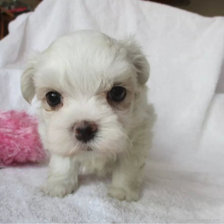 ID：2405-06096の子犬