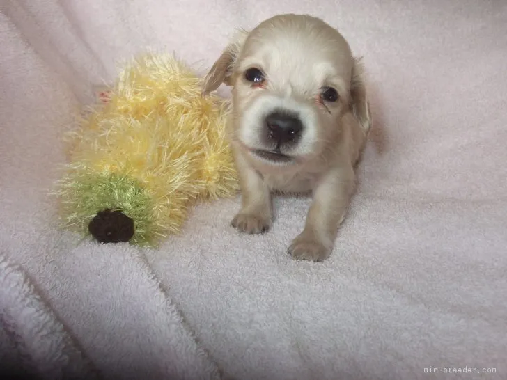 ID：1803-00801の子犬