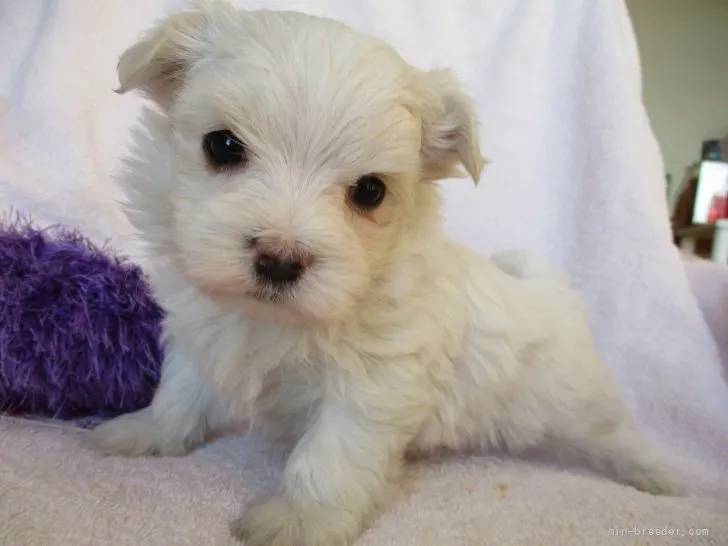 ID：2203-00833の子犬