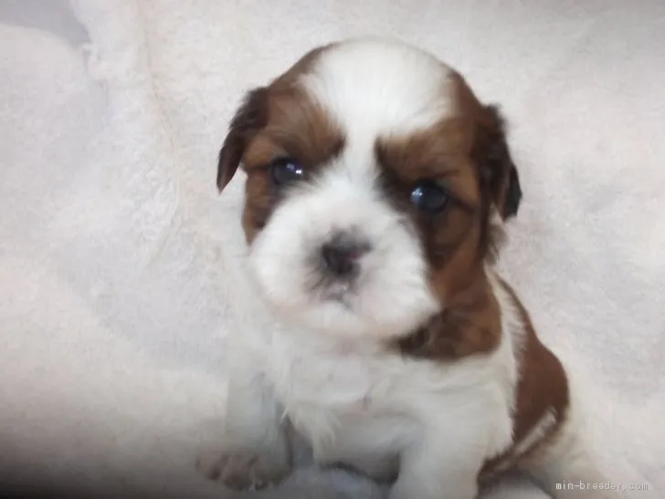 ID：2004-01265の子犬