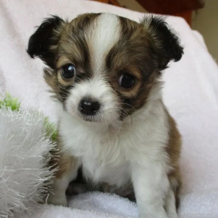 I.H 様のお迎えした子犬
