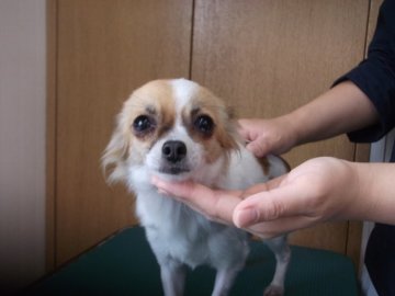 チワワ(ロング)【茨城県・女の子・2018年11月3日・フォーンホワイト】の写真「綺麗な色です」